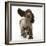 Chocolate Roan Cocker Spaniel Puppy, Topaz, 12 Weeks, Running with Ears Flapping-Mark Taylor-Framed Photographic Print