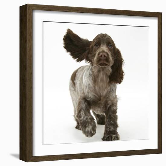 Chocolate Roan Cocker Spaniel Puppy, Topaz, 12 Weeks, Running with Ears Flapping-Mark Taylor-Framed Photographic Print