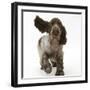 Chocolate Roan Cocker Spaniel Puppy, Topaz, 12 Weeks, Running with Ears Flapping-Mark Taylor-Framed Photographic Print