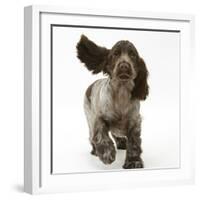 Chocolate Roan Cocker Spaniel Puppy, Topaz, 12 Weeks, Running with Ears Flapping-Mark Taylor-Framed Photographic Print