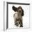 Chocolate Roan Cocker Spaniel Puppy, Topaz, 12 Weeks, Running with Ears Flapping-Mark Taylor-Framed Photographic Print