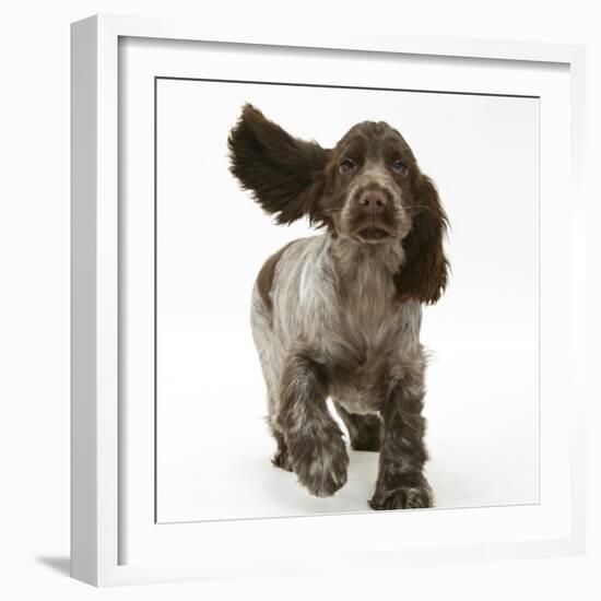 Chocolate Roan Cocker Spaniel Puppy, Topaz, 12 Weeks, Running with Ears Flapping-Mark Taylor-Framed Photographic Print