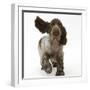 Chocolate Roan Cocker Spaniel Puppy, Topaz, 12 Weeks, Running with Ears Flapping-Mark Taylor-Framed Photographic Print