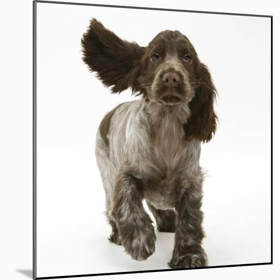 Chocolate Roan Cocker Spaniel Puppy, Topaz, 12 Weeks, Running with Ears Flapping-Mark Taylor-Mounted Photographic Print