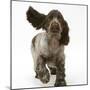 Chocolate Roan Cocker Spaniel Puppy, Topaz, 12 Weeks, Running with Ears Flapping-Mark Taylor-Mounted Photographic Print
