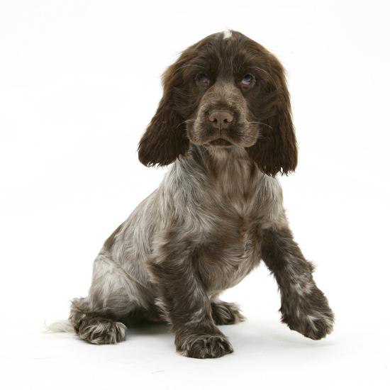 Chocolate Roan Cocker Spaniel Puppy, Topaz, 12 Weeks, Sitting with Paw  Raised' Photographic Print - Mark Taylor | AllPosters.com