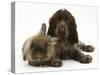 Chocolate Roan Cocker Spaniel Puppy, Topaz, 12 Weeks, with Lionhead Rabbit-Mark Taylor-Stretched Canvas