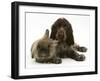 Chocolate Roan Cocker Spaniel Puppy, Topaz, 12 Weeks, with Lionhead Rabbit-Mark Taylor-Framed Photographic Print