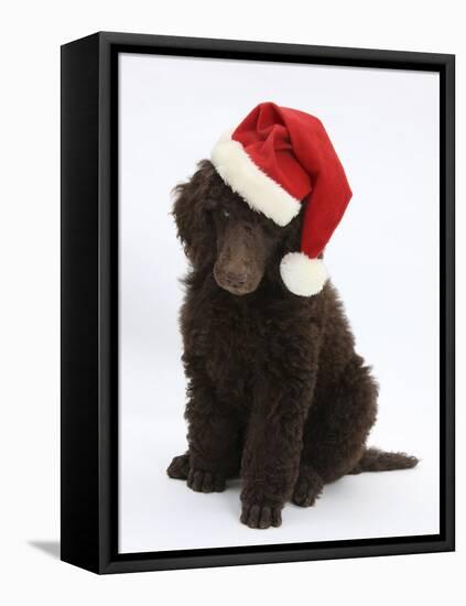 Chocolate Standard Poodle Puppy, Tara, 8 Weeks, Sitting, Wearing a Father Christmas Hat-Mark Taylor-Framed Stretched Canvas