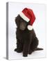 Chocolate Standard Poodle Puppy, Tara, 8 Weeks, Sitting, Wearing a Father Christmas Hat-Mark Taylor-Stretched Canvas