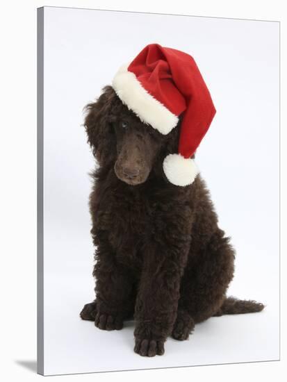 Chocolate Standard Poodle Puppy, Tara, 8 Weeks, Sitting, Wearing a Father Christmas Hat-Mark Taylor-Stretched Canvas