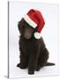 Chocolate Standard Poodle Puppy, Tara, 8 Weeks, Sitting, Wearing a Father Christmas Hat-Mark Taylor-Stretched Canvas