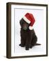 Chocolate Standard Poodle Puppy, Tara, 8 Weeks, Sitting, Wearing a Father Christmas Hat-Mark Taylor-Framed Photographic Print