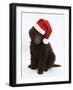 Chocolate Standard Poodle Puppy, Tara, 8 Weeks, Sitting, Wearing a Father Christmas Hat-Mark Taylor-Framed Photographic Print