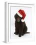 Chocolate Standard Poodle Puppy, Tara, 8 Weeks, Sitting, Wearing a Father Christmas Hat-Mark Taylor-Framed Photographic Print