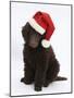 Chocolate Standard Poodle Puppy, Tara, 8 Weeks, Sitting, Wearing a Father Christmas Hat-Mark Taylor-Mounted Photographic Print