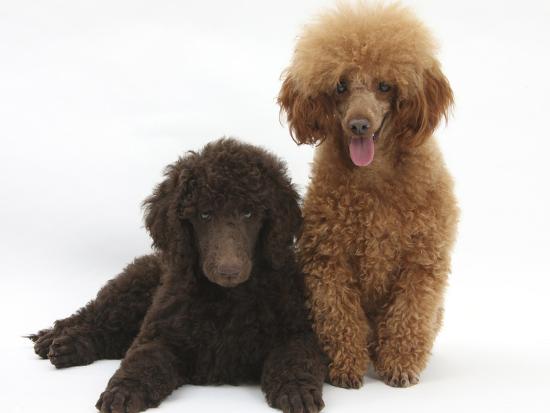 Chocolate Standard Poodle Puppy, Tara, 8 Weeks, with Adult Red Toy Poodle,  Reggie, 18 Months' Photographic Print - Mark Taylor | AllPosters.com