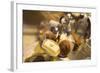 Chocolate Truffles in a Sweet Shop, Brussels, Belgium, Europe-Neil Farrin-Framed Photographic Print