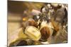 Chocolate Truffles in a Sweet Shop, Brussels, Belgium, Europe-Neil Farrin-Mounted Photographic Print