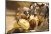 Chocolate Truffles in a Sweet Shop, Brussels, Belgium, Europe-Neil Farrin-Mounted Photographic Print