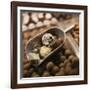 Chocolate Truffles-Joshua Dalsimer-Framed Photographic Print