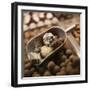 Chocolate Truffles-Joshua Dalsimer-Framed Photographic Print