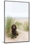 Chocolate working cocker spaniel on sand dunes, UK-TJ Rich-Mounted Photographic Print