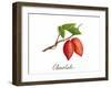 Chocolate-Irina Trzaskos Studio-Framed Giclee Print