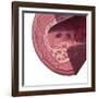 Cholesterol-Spencer Sutton-Framed Giclee Print