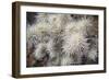 Cholia-Janice Sullivan-Framed Giclee Print