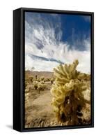 Cholla Blooms, Joshua Tree National Park, California, USA-Richard Duval-Framed Stretched Canvas