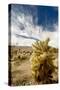 Cholla Blooms, Joshua Tree National Park, California, USA-Richard Duval-Stretched Canvas