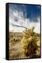 Cholla Blooms, Joshua Tree National Park, California, USA-Richard Duval-Framed Stretched Canvas