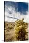 Cholla Blooms, Joshua Tree National Park, California, USA-Richard Duval-Stretched Canvas