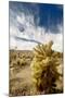 Cholla Blooms, Joshua Tree National Park, California, USA-Richard Duval-Mounted Photographic Print