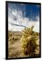 Cholla Blooms, Joshua Tree National Park, California, USA-Richard Duval-Framed Premium Photographic Print