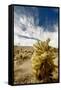 Cholla Blooms, Joshua Tree National Park, California, USA-Richard Duval-Framed Stretched Canvas