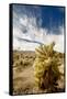 Cholla Blooms, Joshua Tree National Park, California, USA-Richard Duval-Framed Stretched Canvas