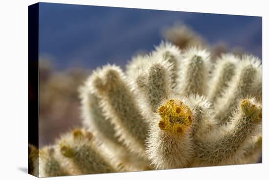 Cholla Blooms, Joshua Tree National Park, California, USA-Richard Duval-Stretched Canvas