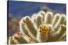 Cholla Blooms, Joshua Tree National Park, California, USA-Richard Duval-Stretched Canvas