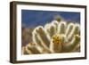 Cholla Blooms, Joshua Tree National Park, California, USA-Richard Duval-Framed Photographic Print