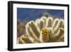 Cholla Blooms, Joshua Tree National Park, California, USA-Richard Duval-Framed Photographic Print