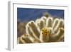 Cholla Blooms, Joshua Tree National Park, California, USA-Richard Duval-Framed Photographic Print