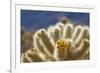 Cholla Blooms, Joshua Tree National Park, California, USA-Richard Duval-Framed Photographic Print