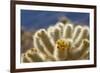 Cholla Blooms, Joshua Tree National Park, California, USA-Richard Duval-Framed Photographic Print