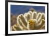 Cholla Blooms, Joshua Tree National Park, California, USA-Richard Duval-Framed Photographic Print