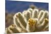 Cholla Blooms, Joshua Tree National Park, California, USA-Richard Duval-Mounted Photographic Print