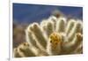 Cholla Blooms, Joshua Tree National Park, California, USA-Richard Duval-Framed Photographic Print