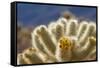 Cholla Blooms, Joshua Tree National Park, California, USA-Richard Duval-Framed Stretched Canvas