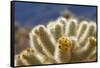 Cholla Blooms, Joshua Tree National Park, California, USA-Richard Duval-Framed Stretched Canvas